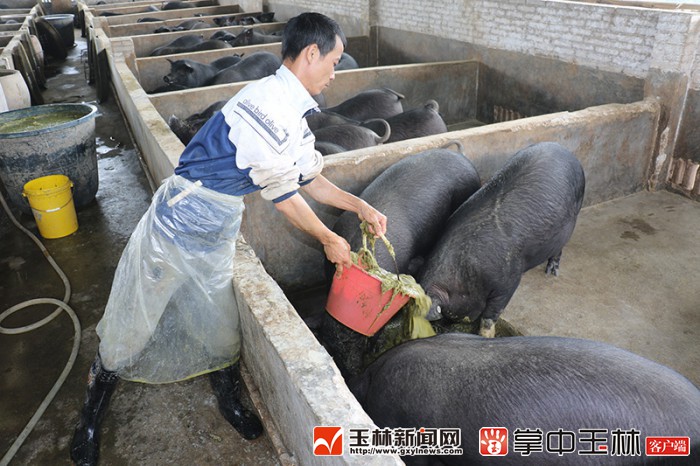 首页 行业资讯 >> 正文  饲养员给猪喂食牧草.